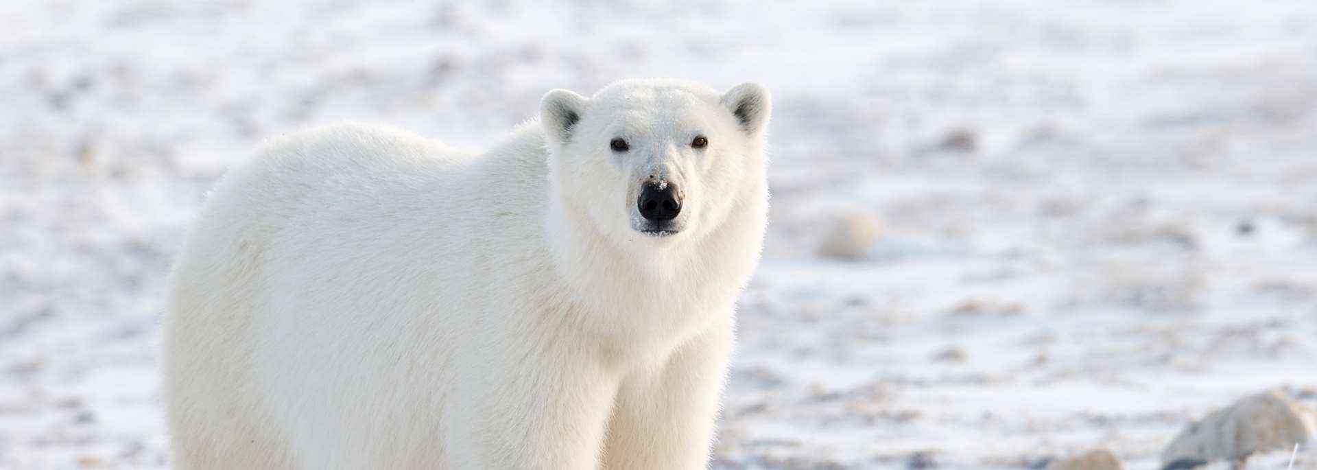 Polar bear on the tundra, Churchill
