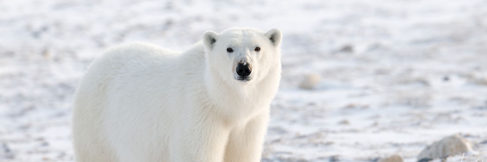 Polar bear on the tundra, Churchill