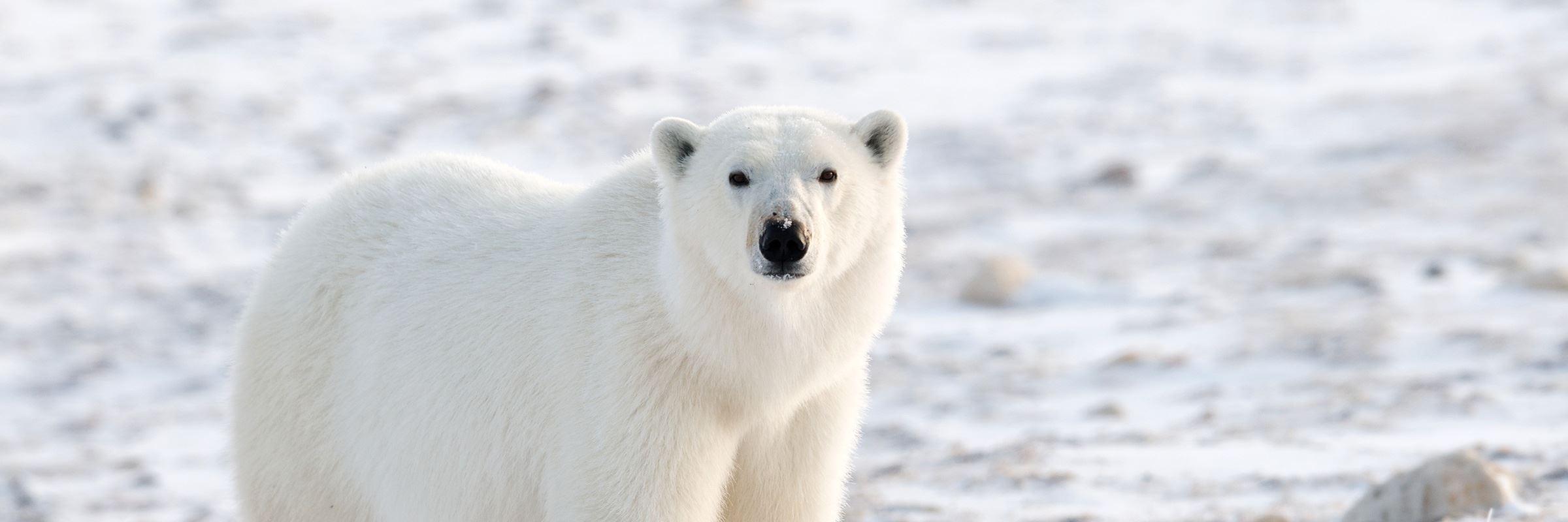 Polar bear watching in Canada | Audley Travel