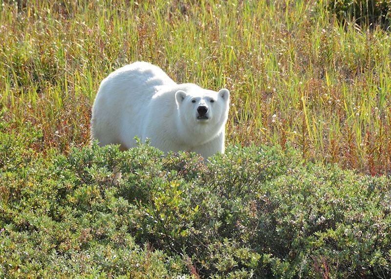 Polar bear spotting in the summer season