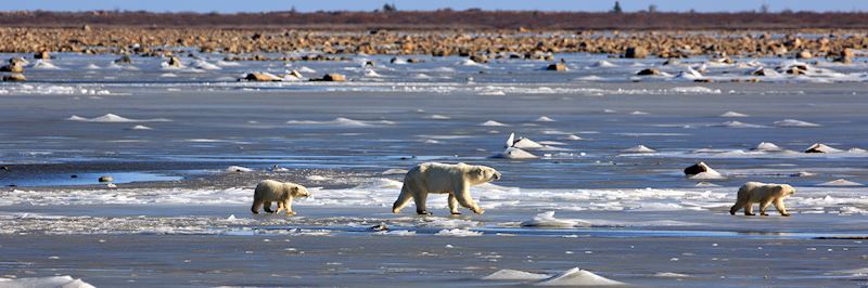 Polar bear and her cubs