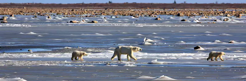 Weber Arctic  GUIDE: WHEN TO SEE POLAR BEARS IN THE WILD