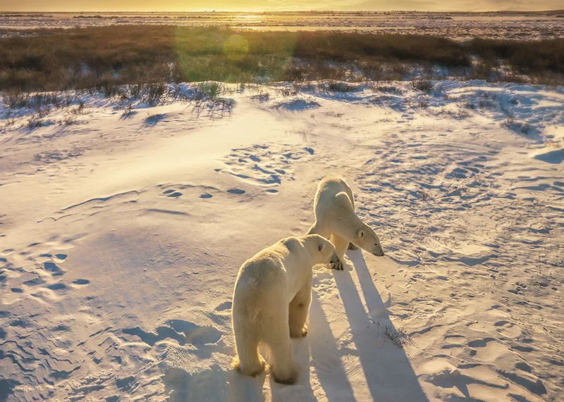 Polar bears on the tundra, Churchill