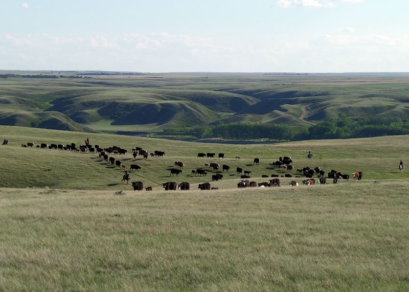 Rounding up the cattle, La Reata Ranch