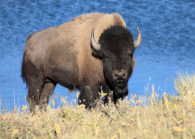 Bison, Waterton Lakes National Park