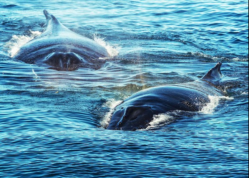 Humpback whales, Bay of Fundy
