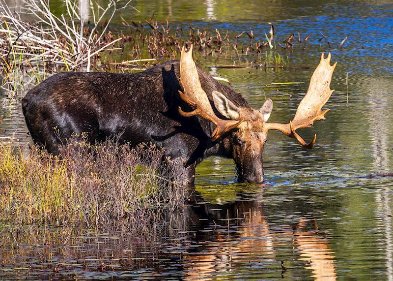 Moose, Algonquin Provincial Park