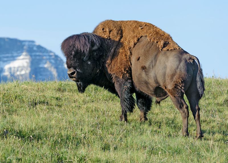 Bison, Waterton