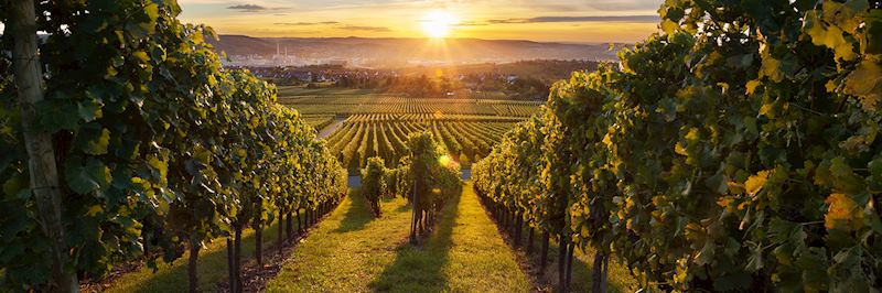 Vineyards, Okanagan Valley