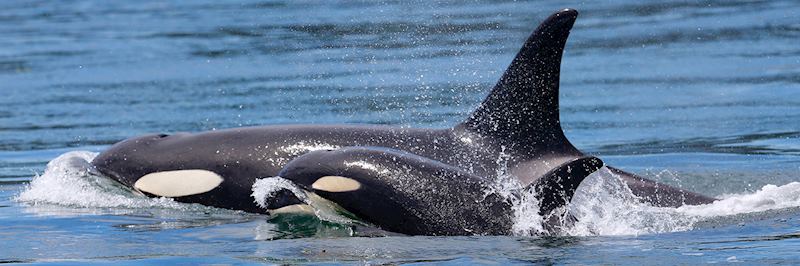 Orca, Victoria
