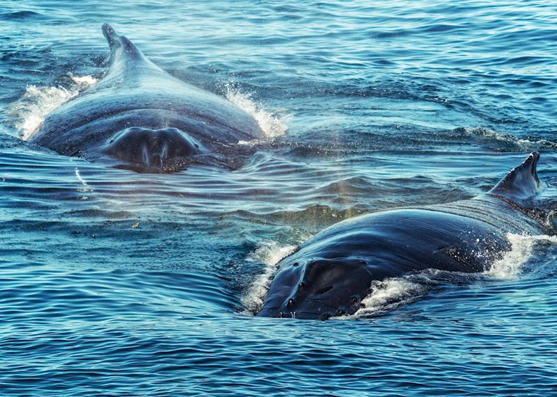 Humpback mother and calf, Trinity Bay