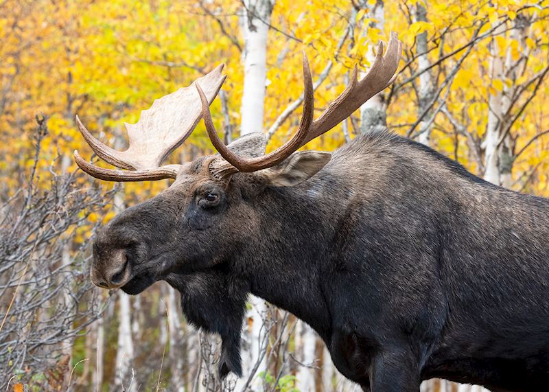 Moose, Gaspésie National Park, Québec