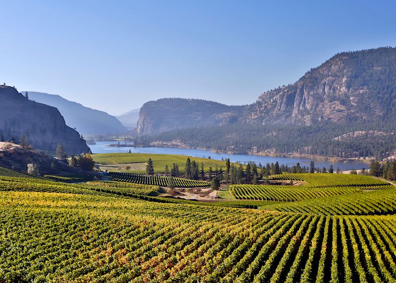 Vineyards, Okanagan Valley, British Columbia