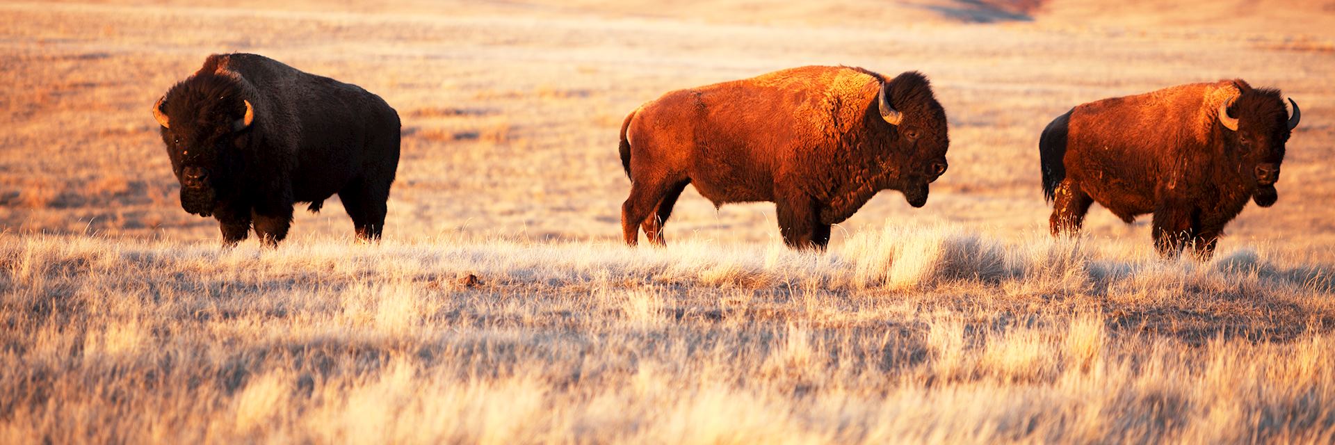 Bison, Grasslands National Park, Saskatchewan