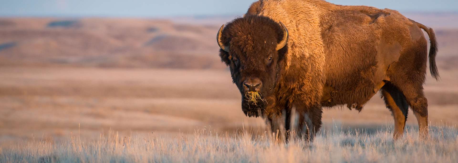 Bison, Grasslands National Park