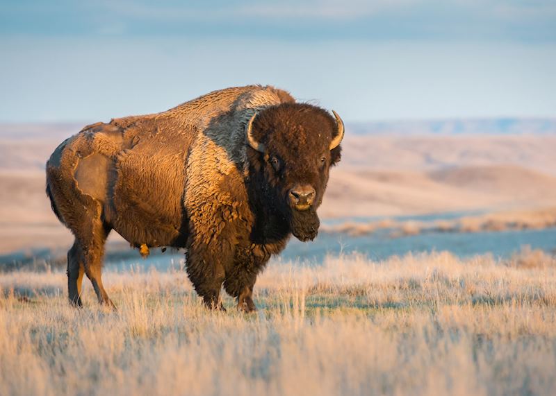 Bison, Saskatchewan