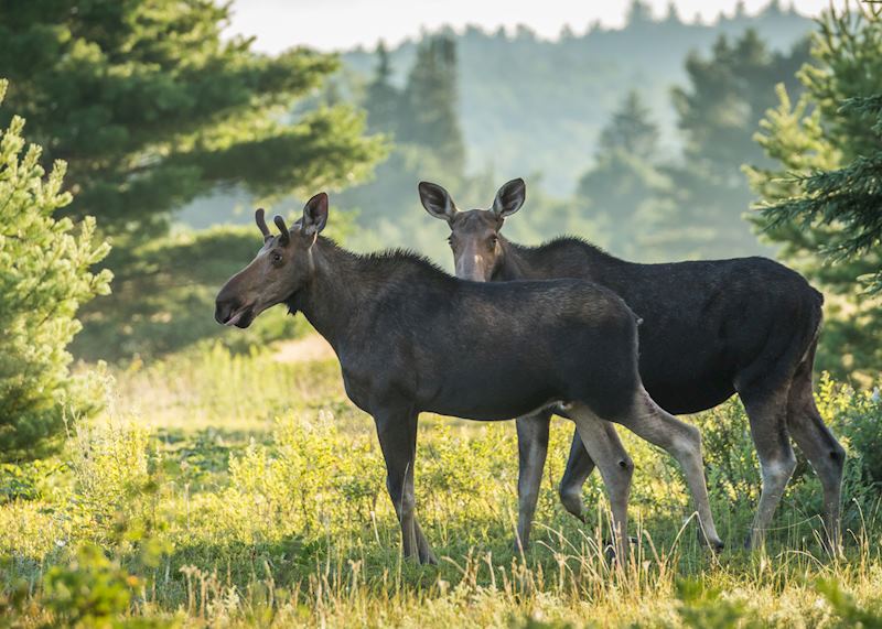 Moose, Algonquin Provincial Park