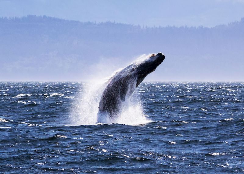 Humpback whale off Victoria