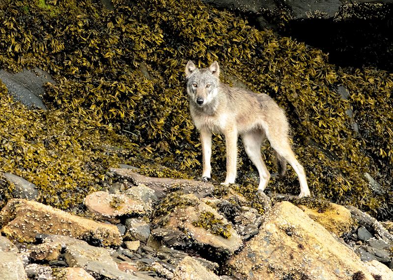 Coastal wolf, British Columbia 