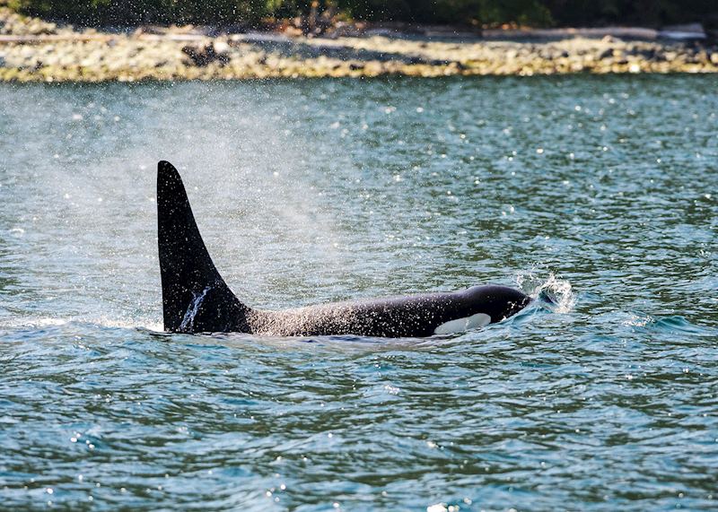 Orca, Broughton Archipelago