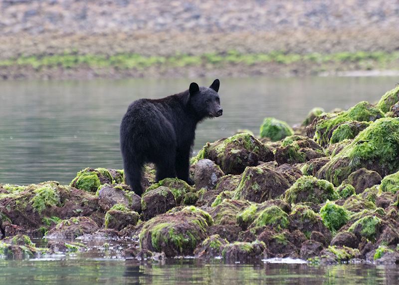 Black bear, Clayoquot Sound
