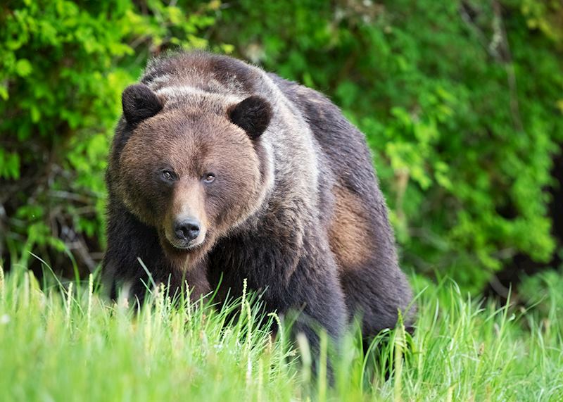 Grizzly bear, Great Bear Rainforest