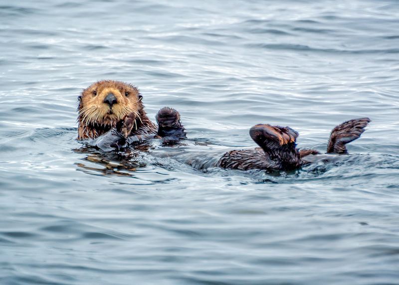 Sea otter, Vancouver Island
