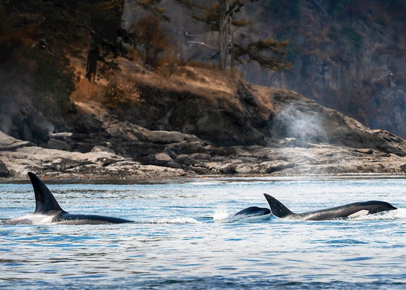 Orcas, Salish Sea
