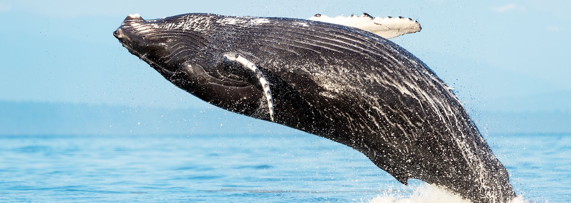 Humpback whale off Vancouver Island