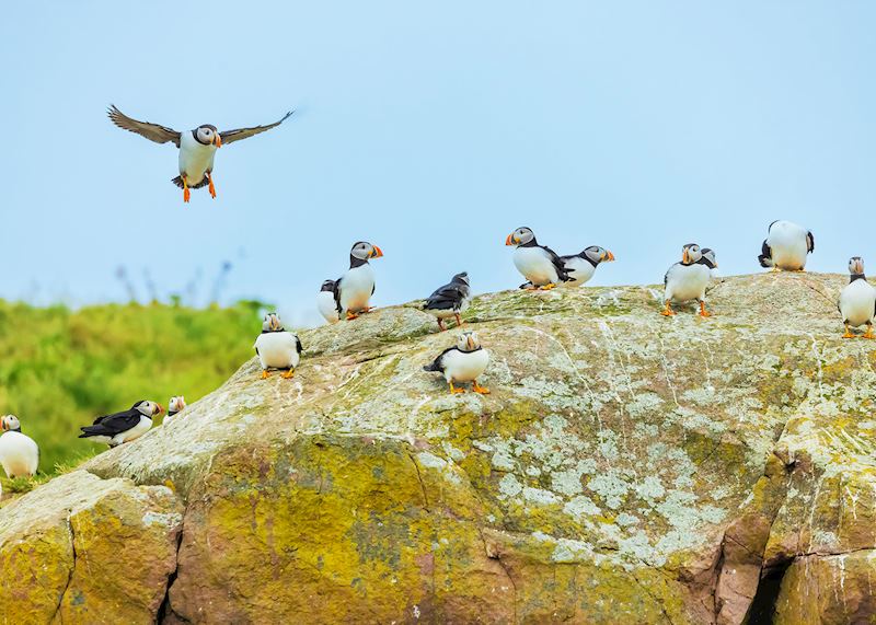 Puffins, Witless Bay Ecological Reserve