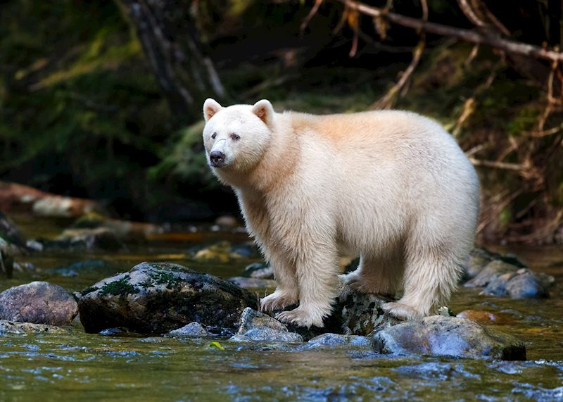 Spirit bear, British Columbia