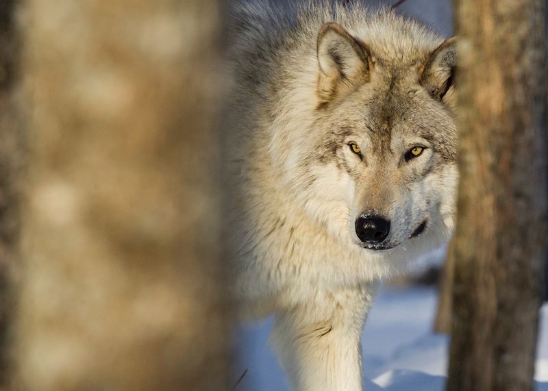 Grey wolf, Algonquin Provincial Park