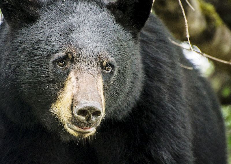 Black bear, Whistler