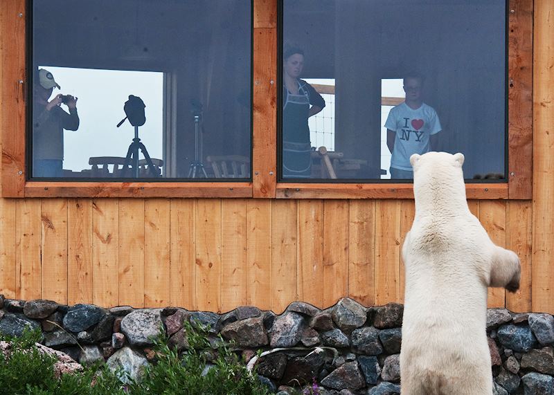 Polar bear, Seal River Heritage Lodge