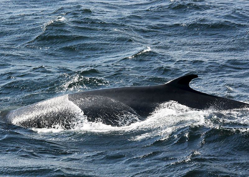 Minke whale, Tadoussac