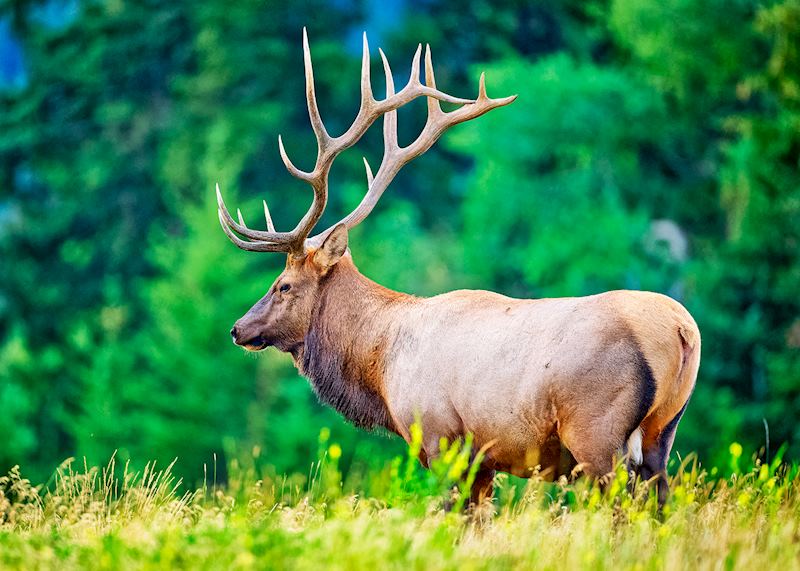Elk, Jasper National Park