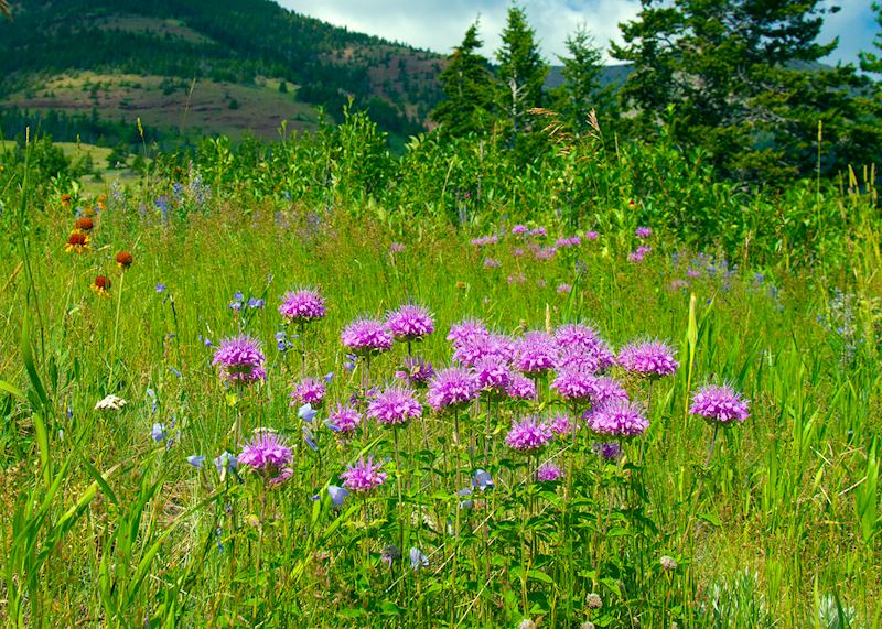 Wildflowers in Alberta