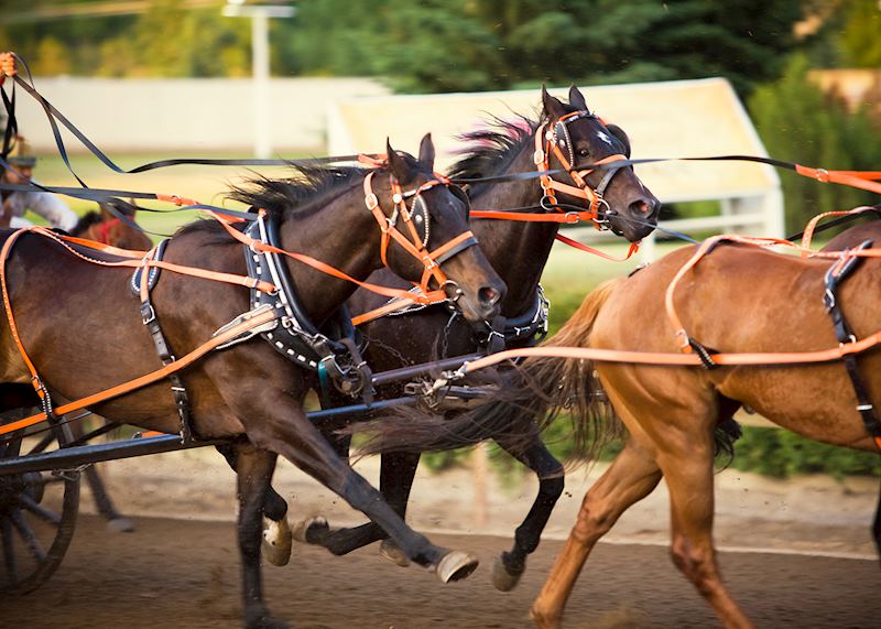 Chuckwagon race, Calgary Stampede