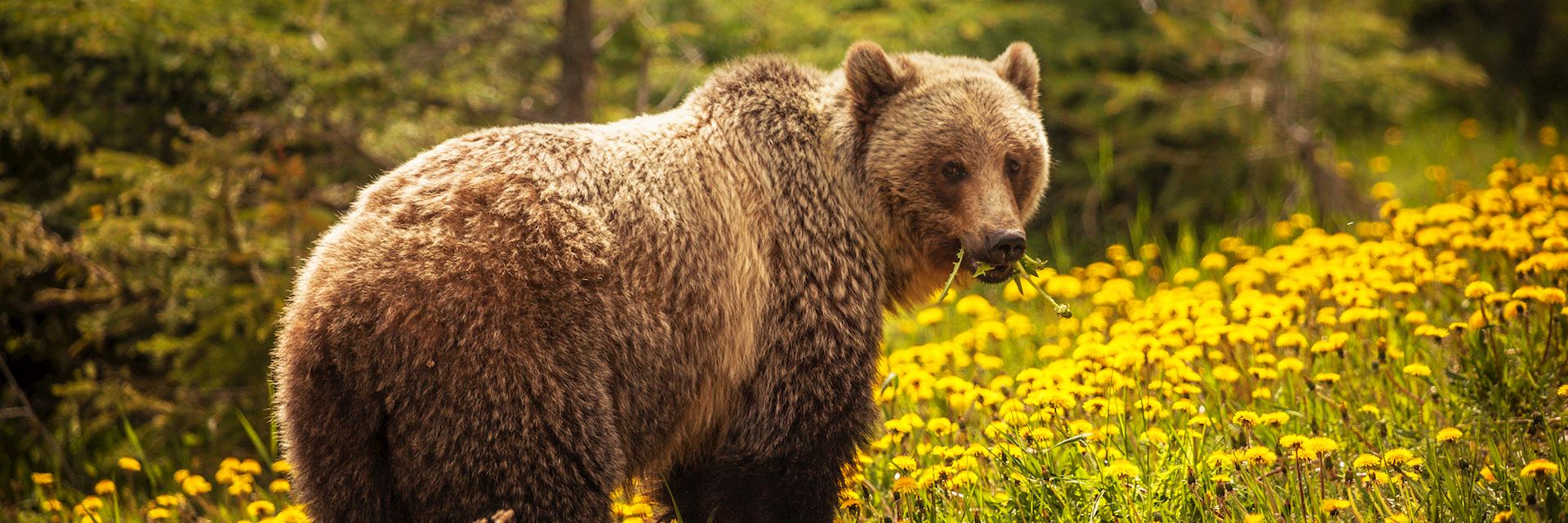 Grizzly bear, Banff National Park