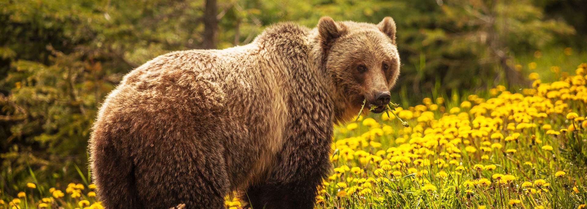 Grizzly bear, Banff National Park