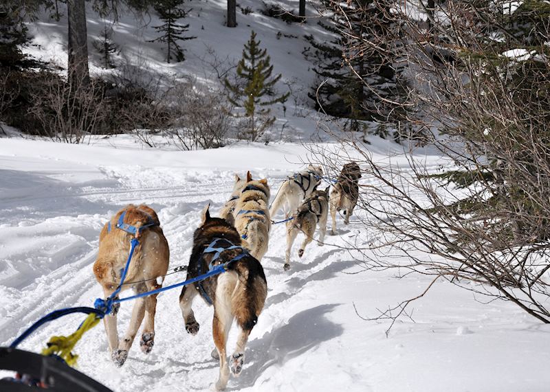 Mushing experience