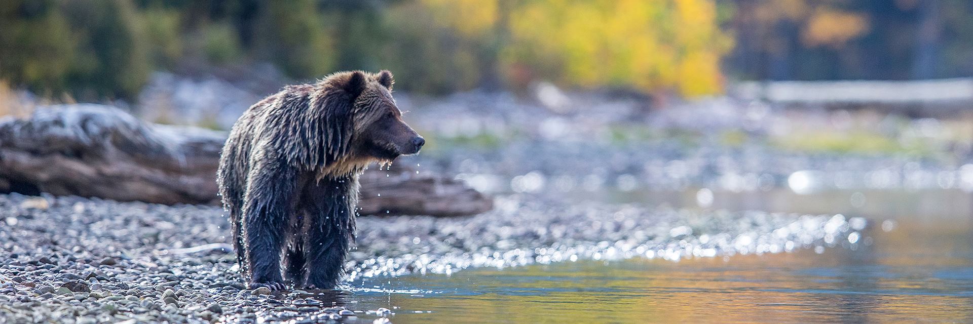 Grizzly in the Chilko River, BC