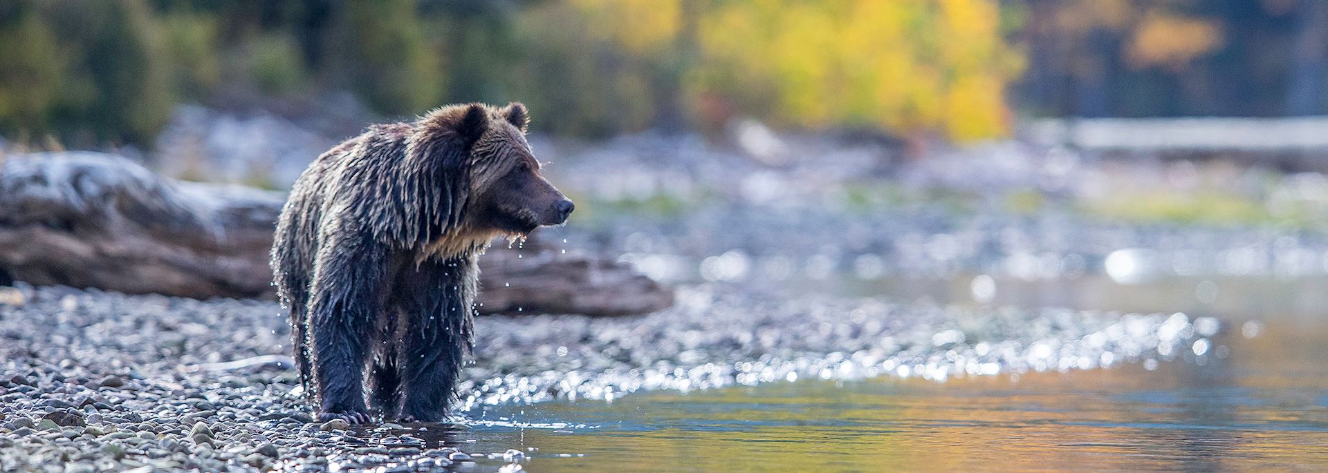 Grizzly in the Chilko River, BC