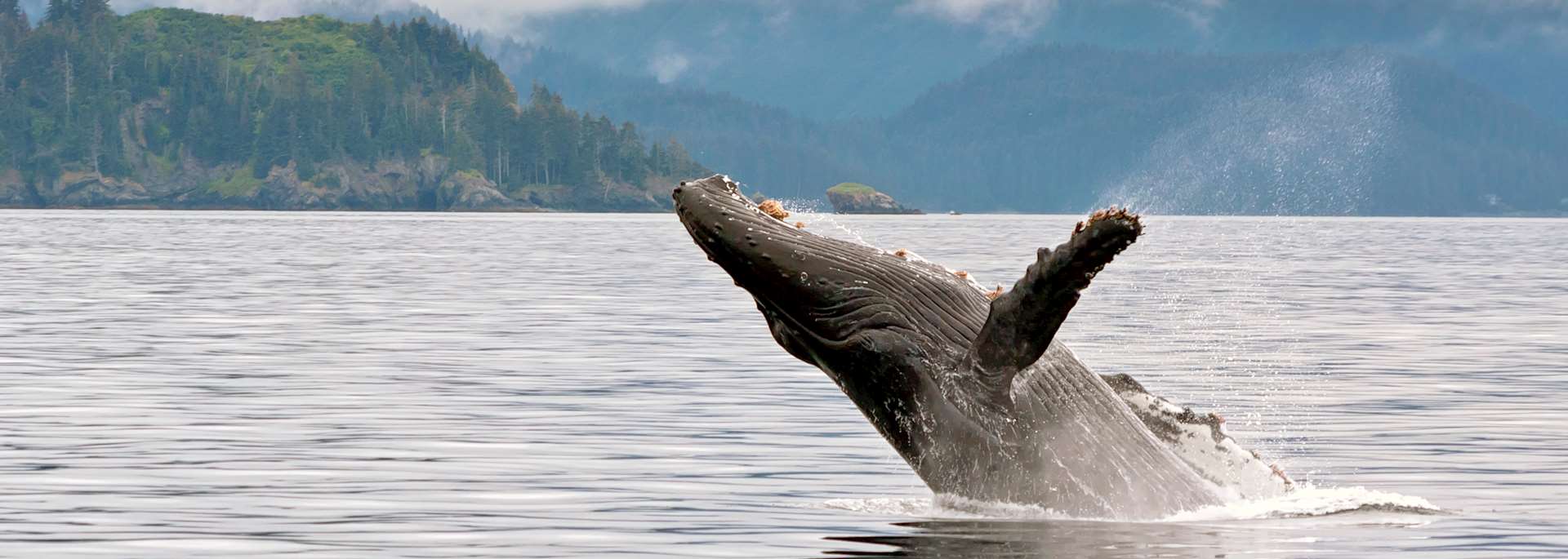 Humpback whale breaching