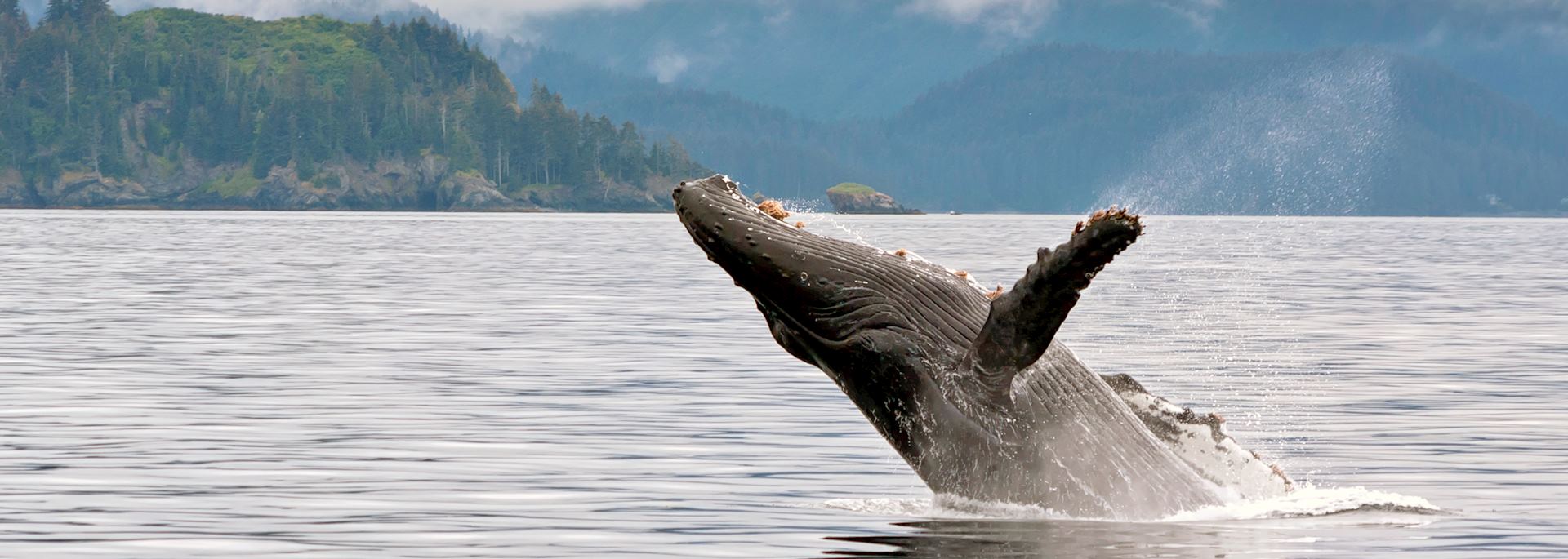 Humpback whale breaching