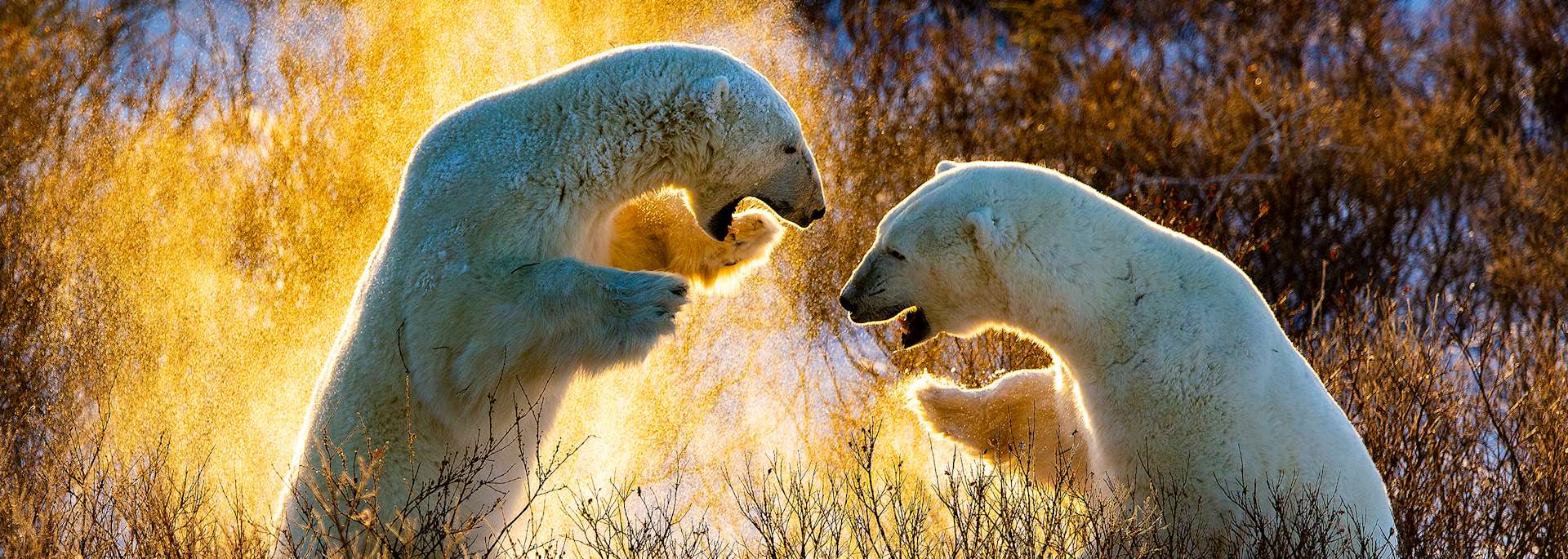 Polar bears, Churchill