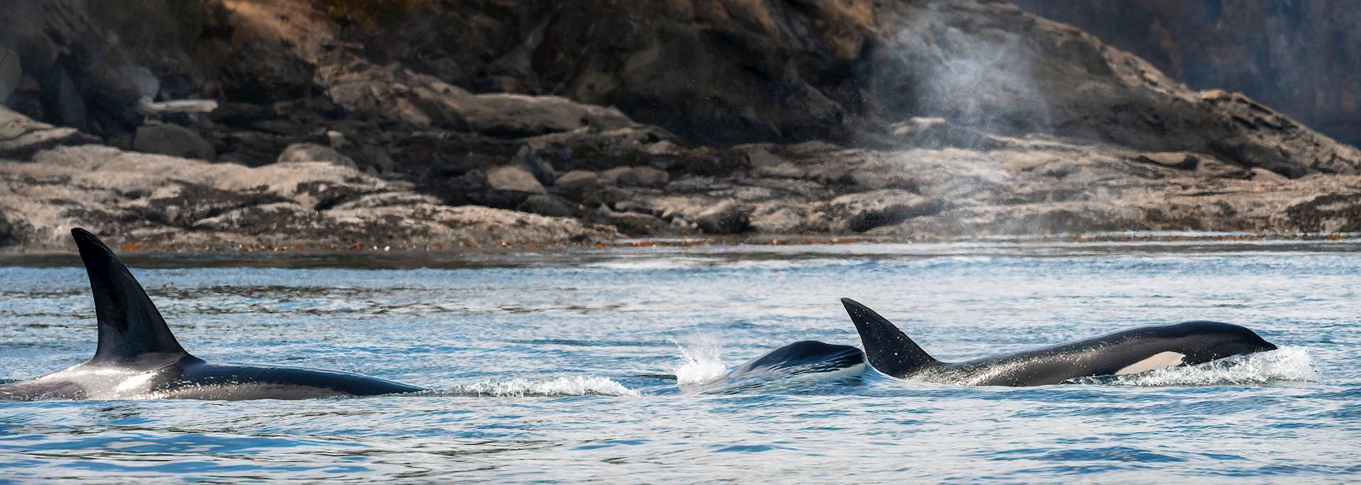 Orca off the coast of Canada