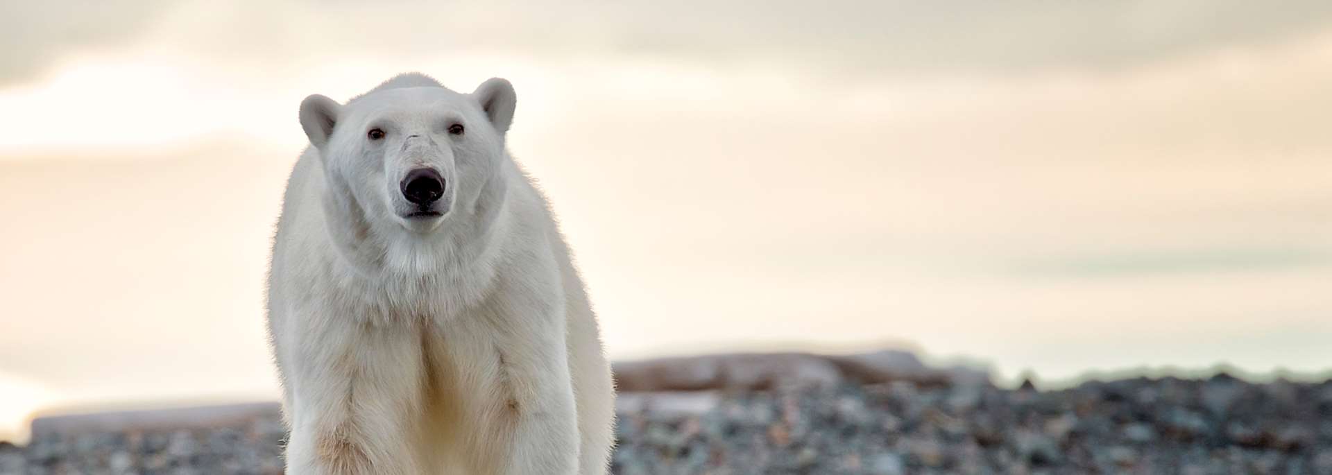 Polar bear, Churchill