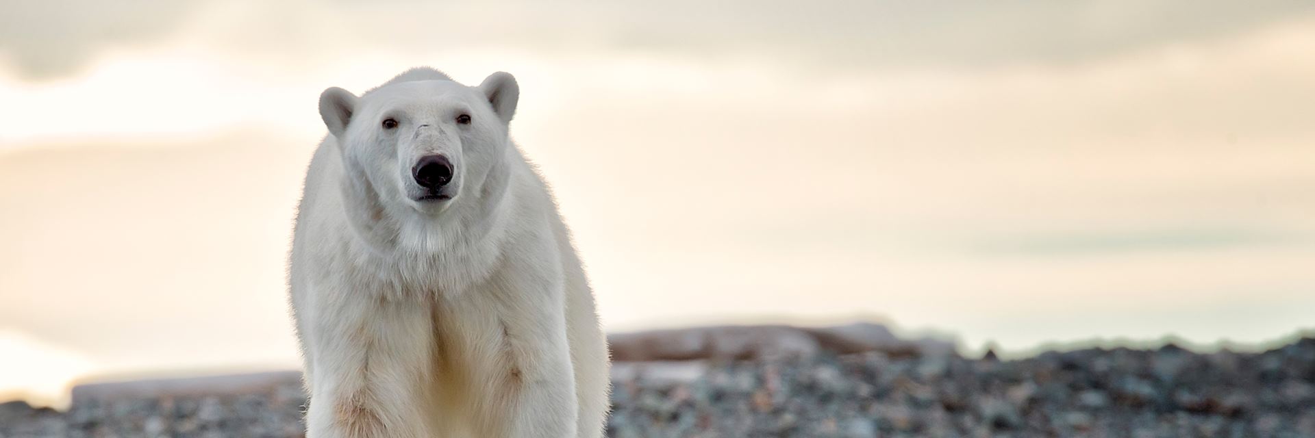 Polar bear, Churchill