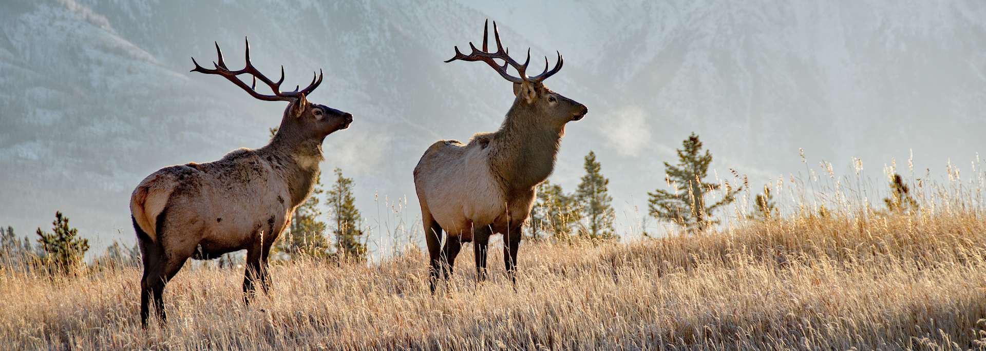 Two bull elk, Banff